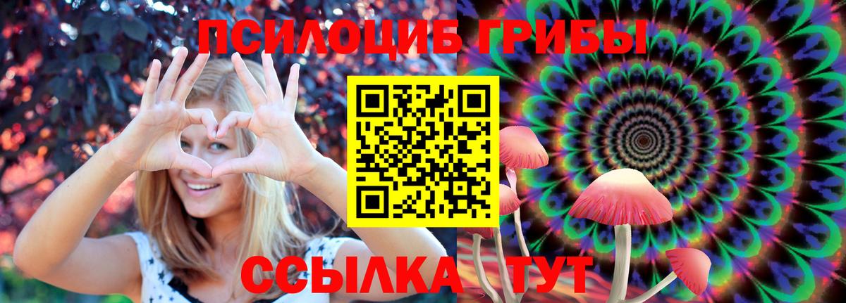 Псилоцибиновые грибы Psilocybe Знаменск
